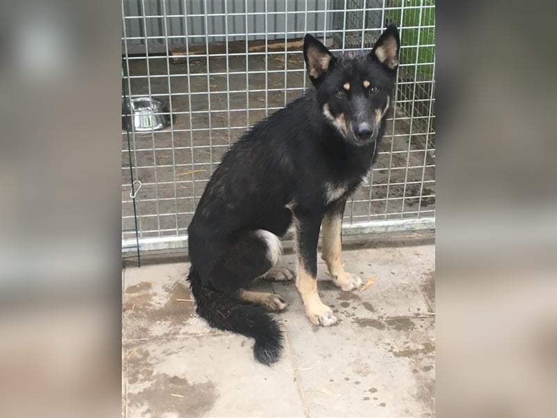 Der liebenswerte Wolf sucht seine Familie