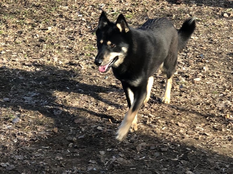 Der liebenswerte Wolf sucht seine Familie