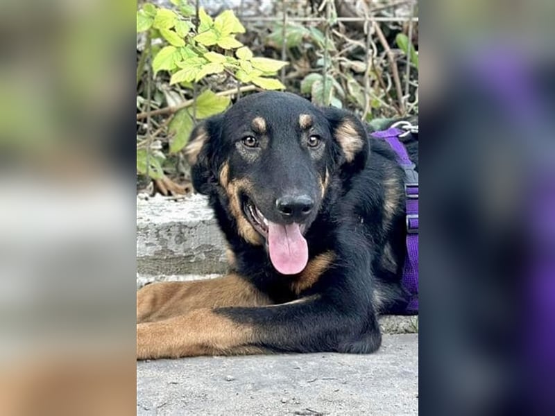 Hugo - Jungspund sucht liebevolle Familie