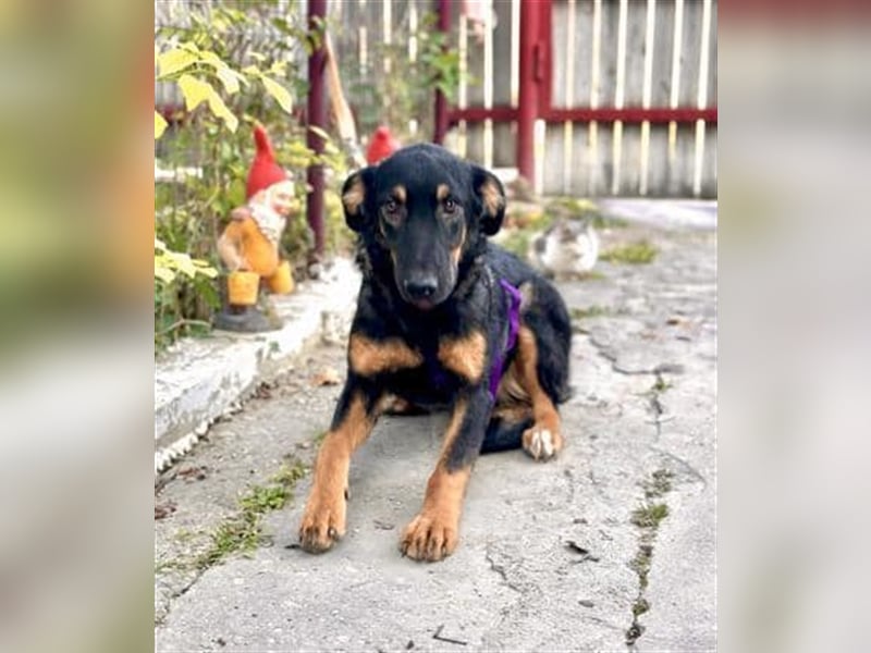 Hugo - Jungspund sucht liebevolle Familie