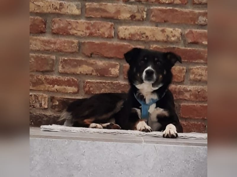 Socke - absoluter Familienhund