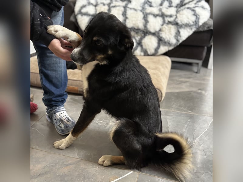 Socke - absoluter Familienhund