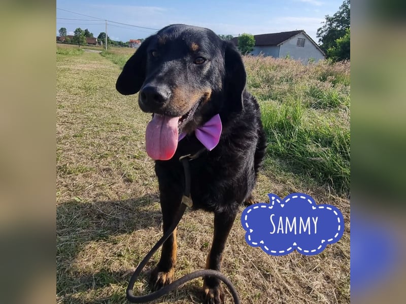 Sammy ein sanfter wundervoller Rüde