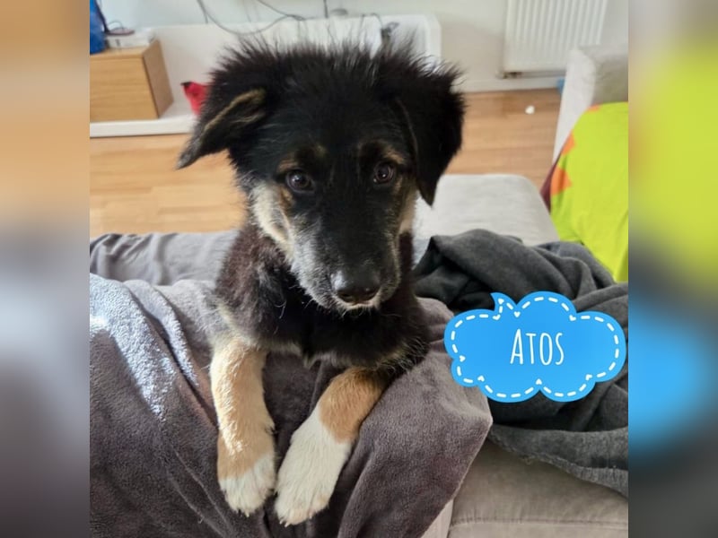 Atos ein absoluter Familienhund