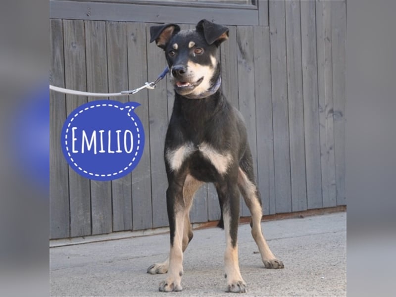 Emilio ein hübscher Rüde