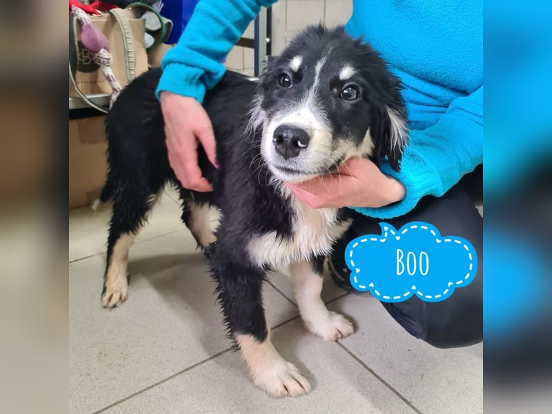Boo eine wundervolle Seele