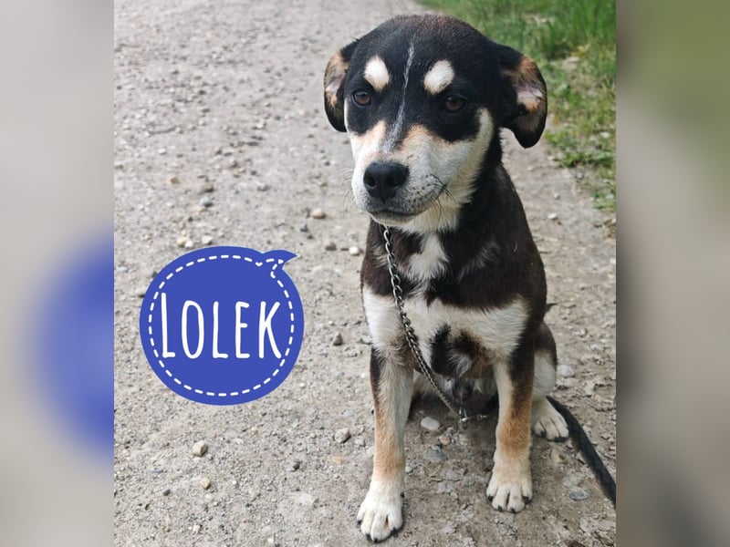 Lolek ein zarter sensibler Rüde