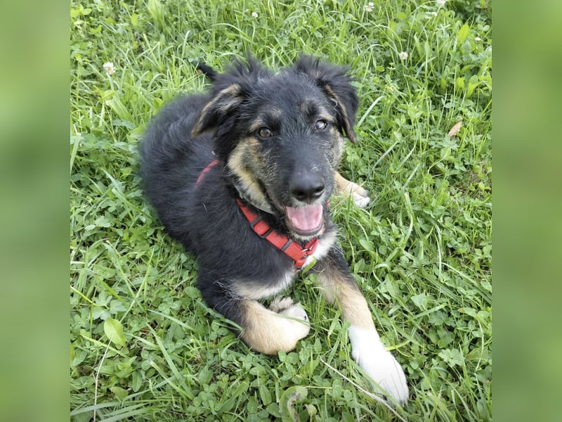 Atos ein absoluter Familienhund