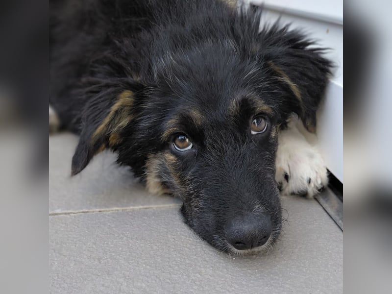 Atos ein absoluter Familienhund