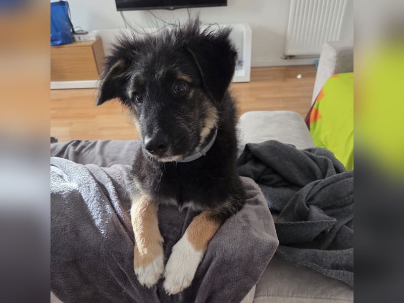 Atos ein absoluter Familienhund