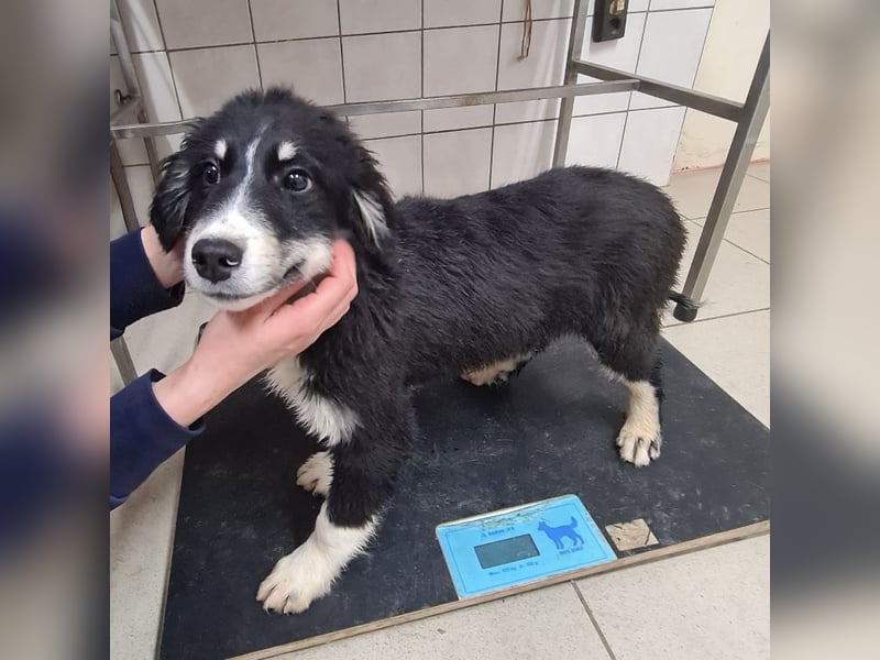 Boo eine wundervolle Seele