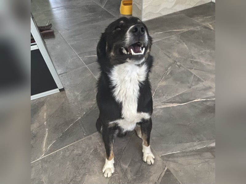 Socke - absoluter Familienhund