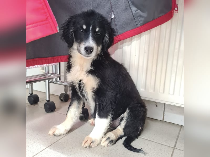 Boo eine wundervolle Seele