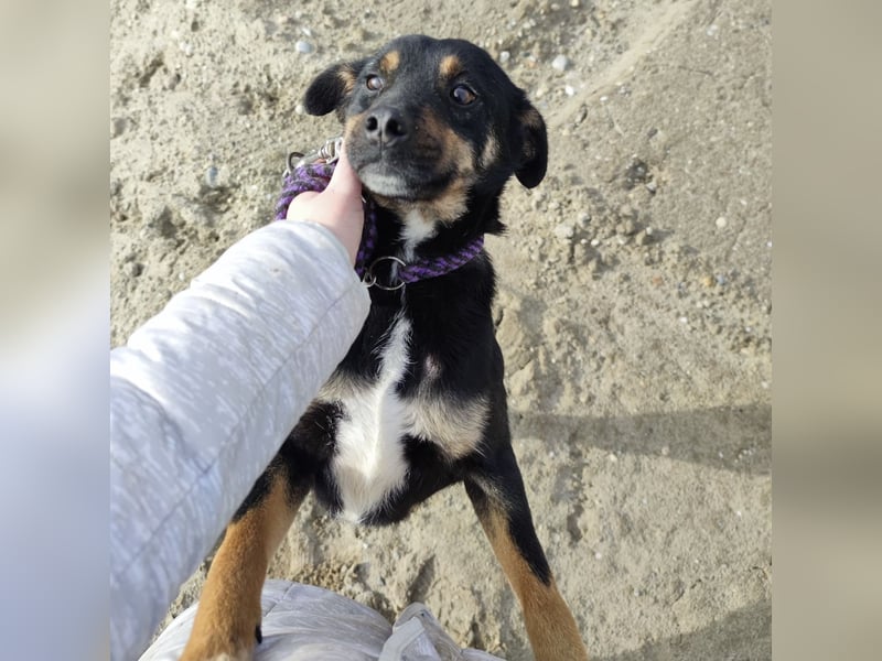 Ruffy ein braver Bub