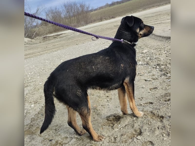 Ruffy ein braver Bub