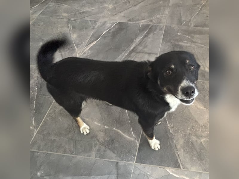 Socke - absoluter Familienhund