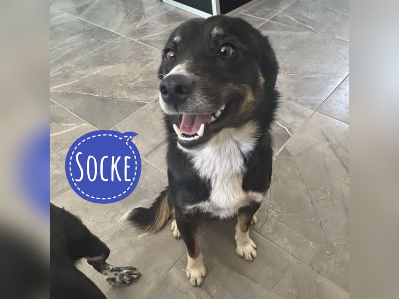 Socke - absoluter Familienhund
