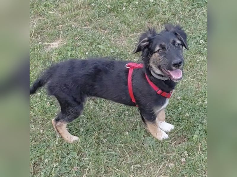 Atos ein absoluter Familienhund