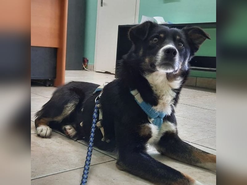 Socke - absoluter Familienhund