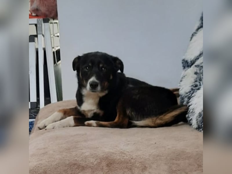 Socke - absoluter Familienhund