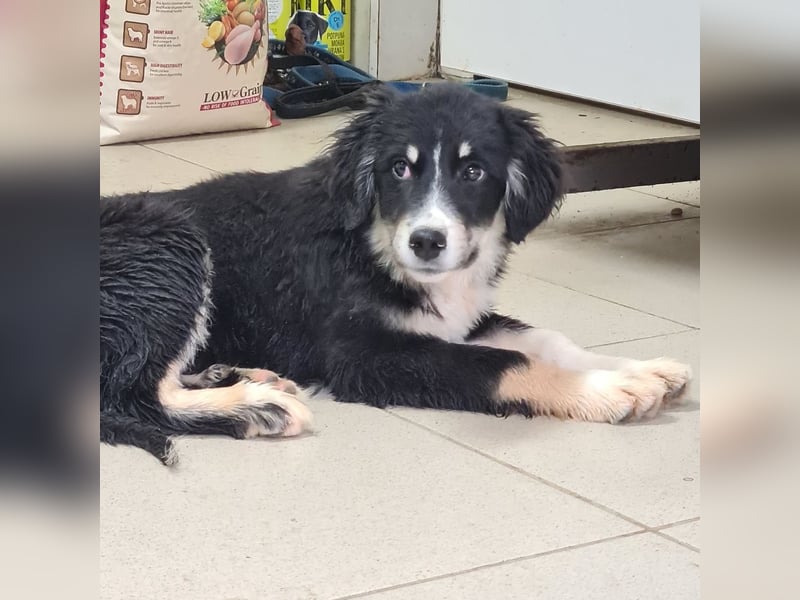 Boo eine wundervolle Seele
