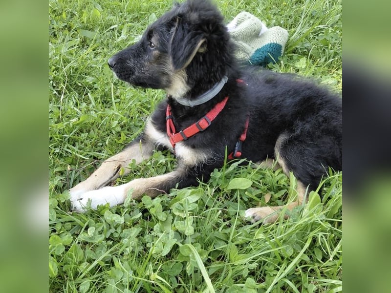 Atos ein absoluter Familienhund