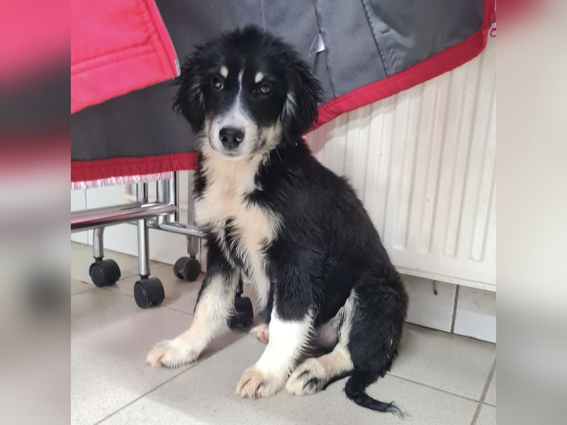 Boo eine wundervolle Seele