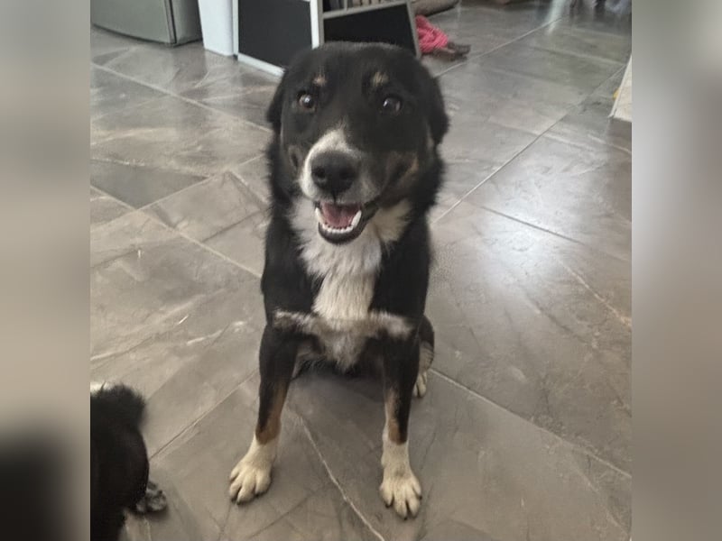 Socke - absoluter Familienhund