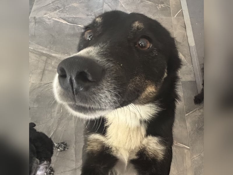 Socke - absoluter Familienhund