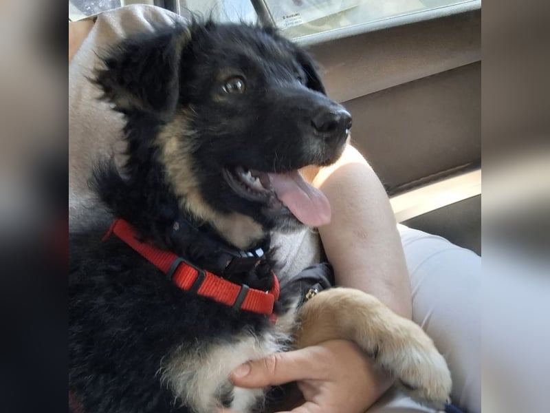 Atos ein absoluter Familienhund
