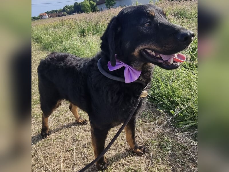 Sammy ein sanfter wundervoller Rüde