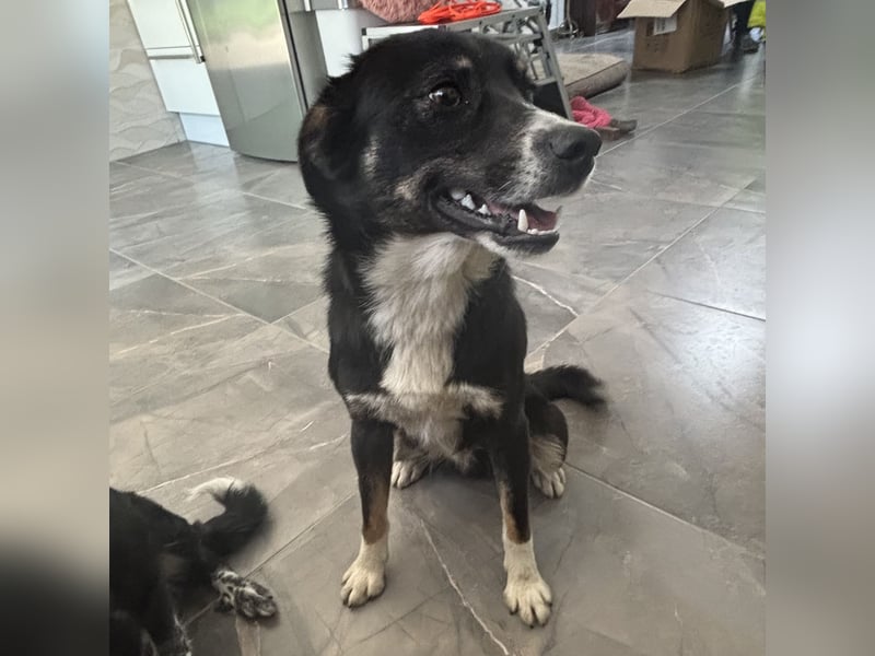 Socke - absoluter Familienhund