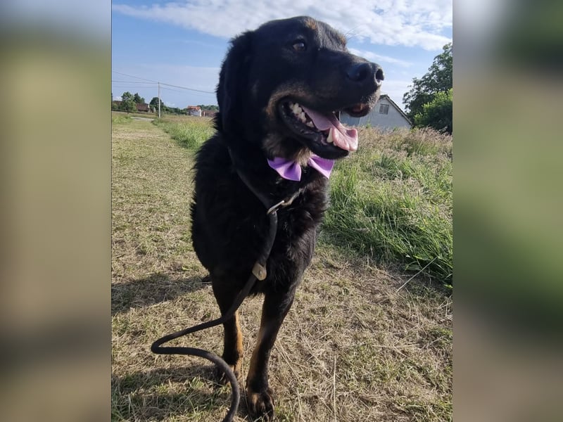 Sammy ein sanfter wundervoller Rüde