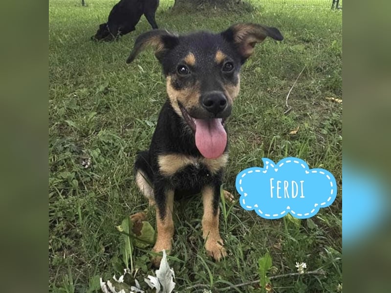 Ferdi ein freundlicher Schatz