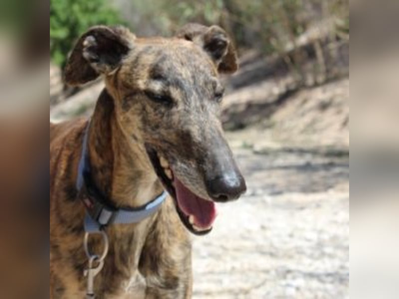 ARTISTA-Charakterstarker Galgo mit Herz und Haltung