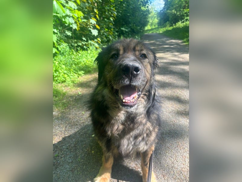 Freundlicher HAGRID-sanft, mit großen Herzen für Menschen will endlich raus aus dem Tierheim