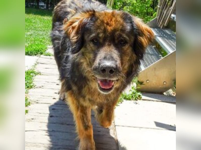 Freundlicher HAGRID-sanft, mit großen Herzen für Menschen will endlich raus aus dem Tierheim