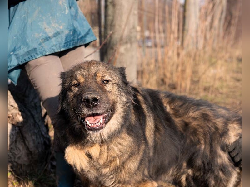 Freundlicher HAGRID-sanft, mit großen Herzen für Menschen will endlich raus aus dem Tierheim