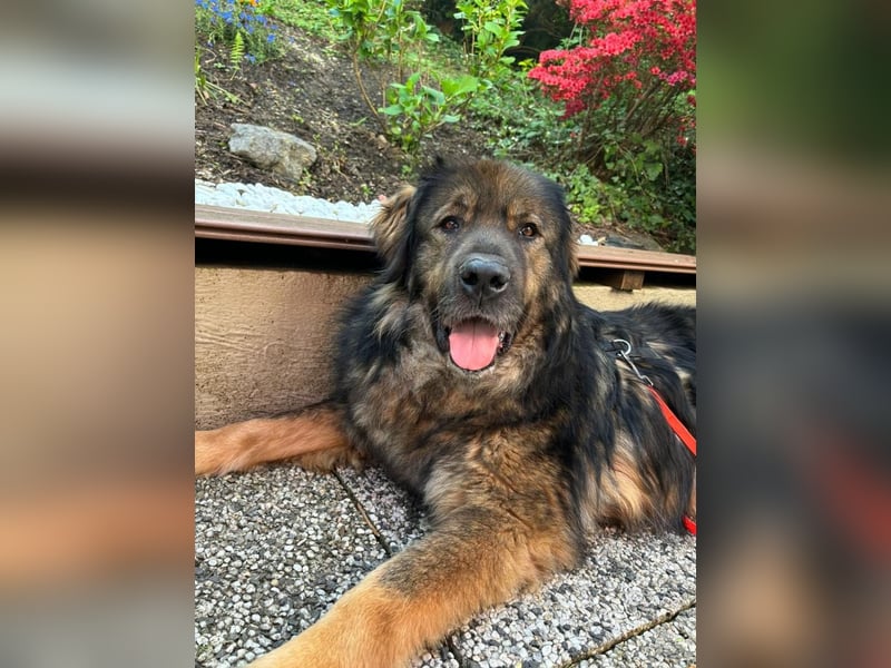 Freundlicher HAGRID-sanft, mit großen Herzen für Menschen will endlich raus aus dem Tierheim