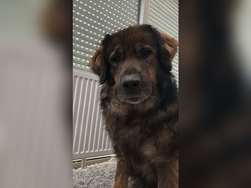 Freundlicher HAGRID-sanft, mit großen Herzen für Menschen will endlich raus aus dem Tierheim