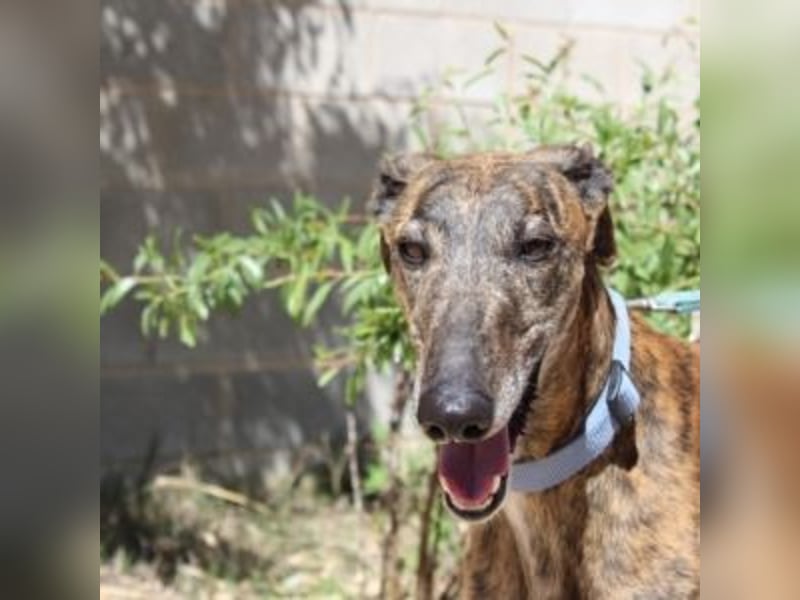 ARTISTA-Charakterstarker Galgo mit Herz und Haltung