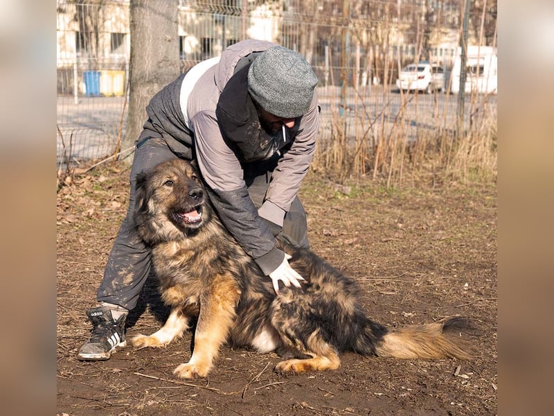 Freundlicher HAGRID-sanft, mit großen Herzen für Menschen will endlich raus aus dem Tierheim