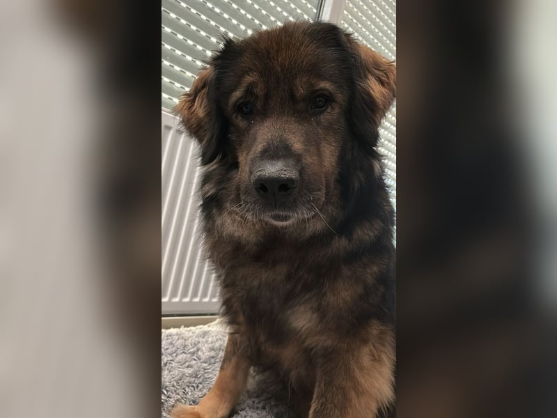 Freundlicher HAGRID-sanft, mit großen Herzen für Menschen will endlich raus aus dem Tierheim
