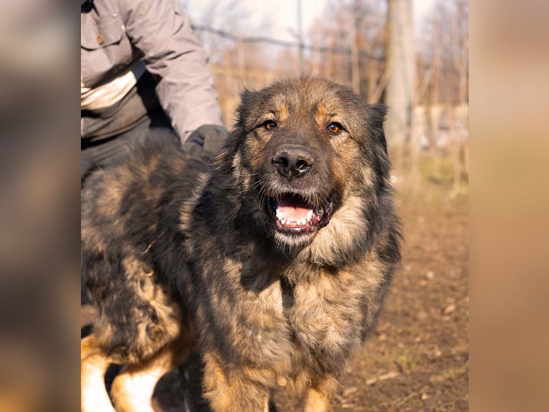 Freundlicher HAGRID-sanft, mit großen Herzen für Menschen will endlich raus aus dem Tierheim