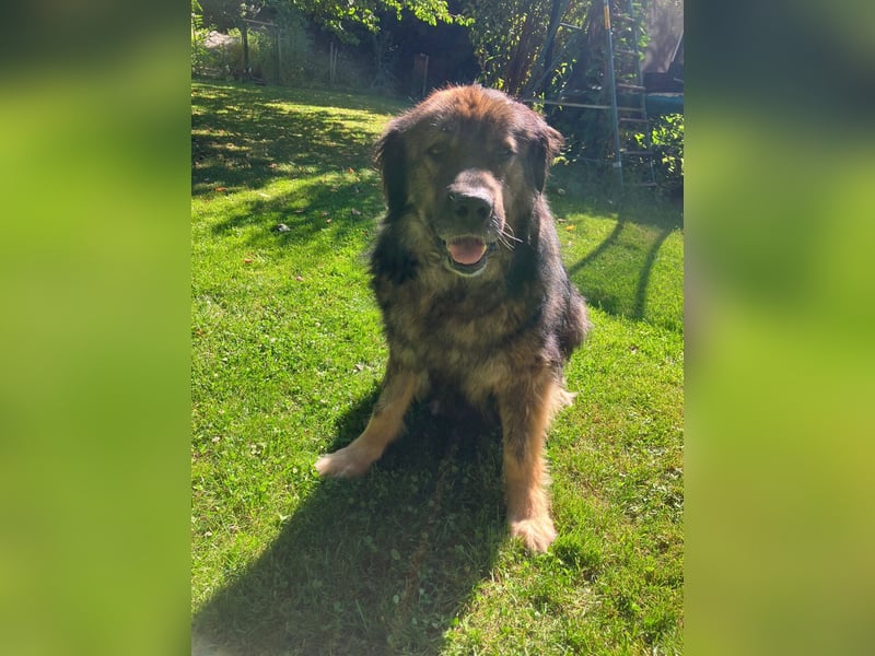 Freundlicher HAGRID-sanft, mit großen Herzen für Menschen will endlich raus aus dem Tierheim