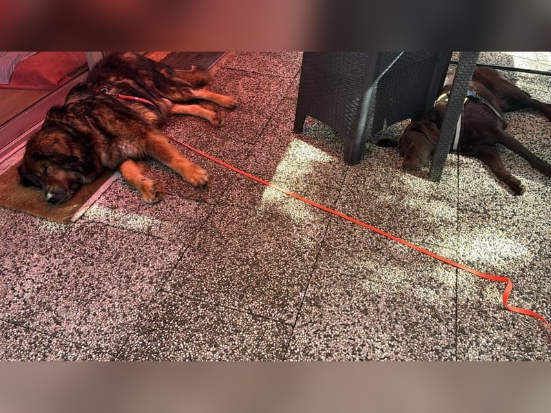 Freundlicher HAGRID-sanft, mit großen Herzen für Menschen will endlich raus aus dem Tierheim