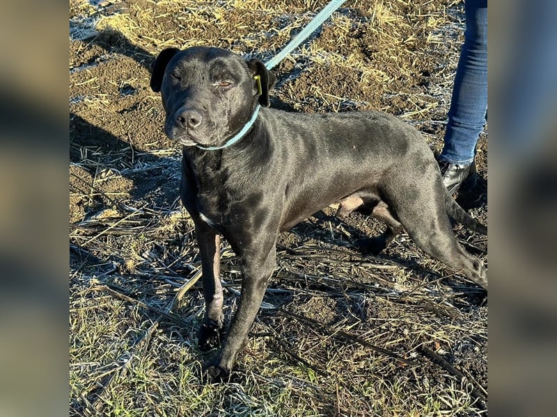 BRUNO (*2018) möchte endlich glücklich sein