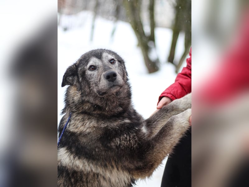 Olle - fröhlicher Lebensgefährte auf vier Pfoten!