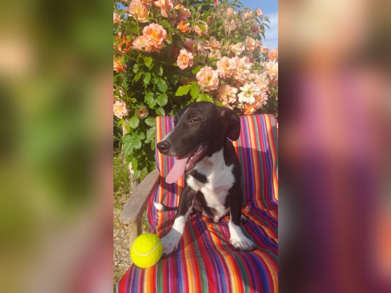 Dackel Mix Welpen - putzig und lieb