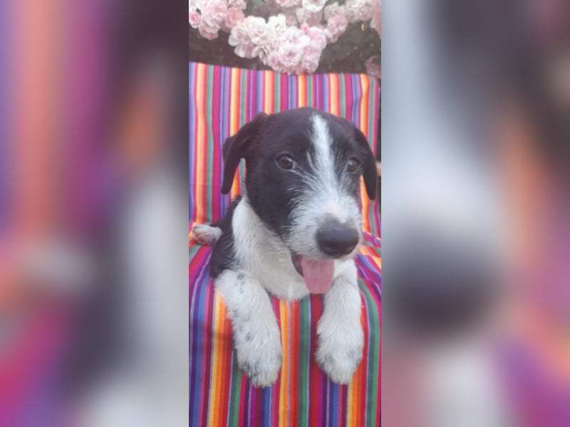 Dackel Mix Welpen - putzig und lieb